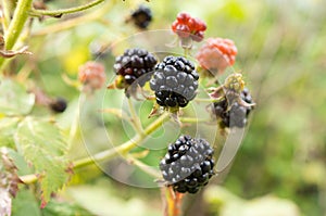 Close up View of Blackberry Plant