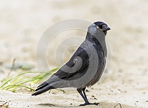 A close-up view of a blackbird with grey feathers on the beach at Llansteffan, Wales
