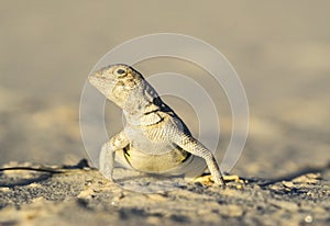 Bleached earless lizard in White Sands