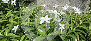 Close-up view of blooming Arabian jasmine flowers