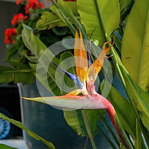 Close-up view of blooming Bird of Paradise flower Strelitzia reginae