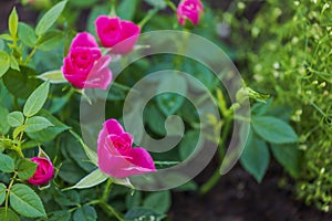 Close-up view of a blooming bush of red roses in the garden