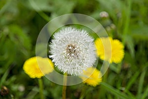 A close-up view of a blooming dandelion and a fluff in the background with blurred yellow dandelions