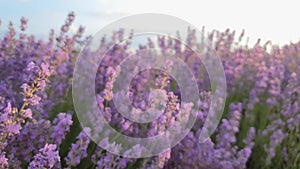 Close up view of blooming lavender field. Beautiful purple pink flowers in warm summer sunset light. Fragrant lavandula plants blo