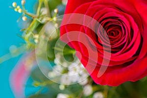 Close up view of a blooming red rose with a blurred background o