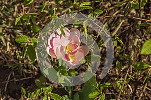 Close-up view of a blooming tulip in the garden on a spring morning