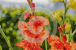 Close up view of blossom red gladiolus in garden