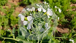 Close up view of blossoming radish plant flowers