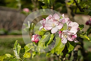 Close up view of the blossoms on an apple tree in orchard