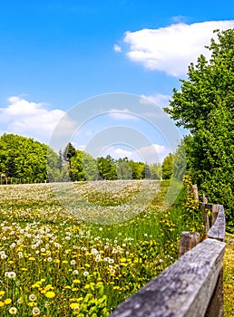 Close up view at a blowball flower found on a green meadow full of dandelions