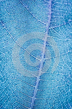 Close up view of blue leaf veins as background and texture. Organic pattern.