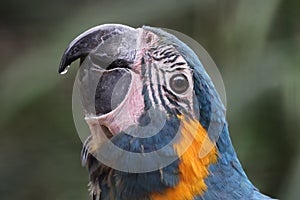 Close up view of a Blue-throated macaw