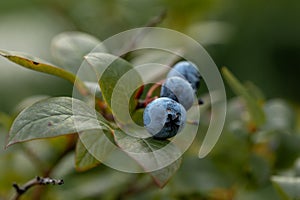 A close-up view of blueberries growing on a bush with green leaves. photo