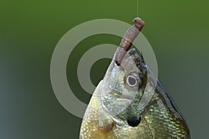 Close up view of bluegill fish with worm and hook in mouth, copy space