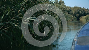 Close-up view from boat sailing near reeds in Danube river delta at city of Vilkove, Ukraine