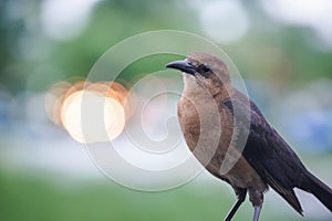 Close up view of Boat-tailed Grackle bird photo