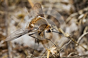 Bombyliidae Major bee fly photo