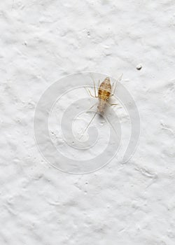 Close up view of Book Lice (lat. Psocoptera) smaller than 1 mm on the wall of the house photo