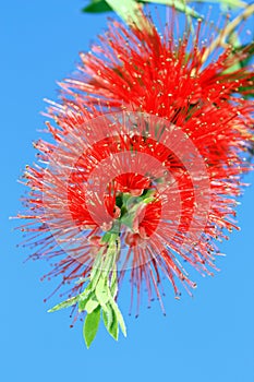Close up view of a bottle brush flower