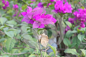 Close-up flower of Bougainvillea, bagan bilash photo