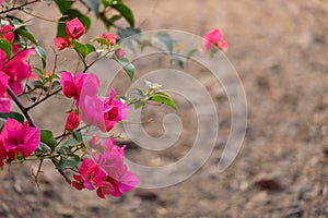 Close up view of bougainvillea pink flower.