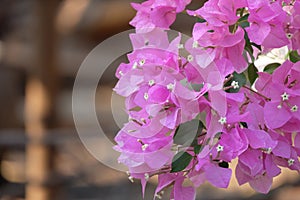 Close up view of bougainvillea pink flower.