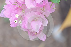 Close up view of bougainvillea pink flower.