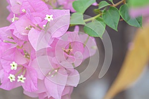 Close up view of bougainvillea pink flower.