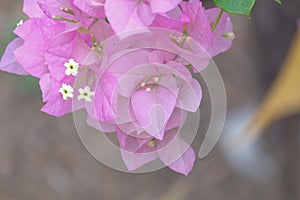 Close up view of bougainvillea pink flower.