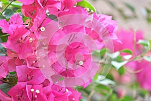 Close up view of bougainvillea pink flower.