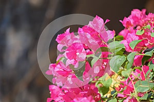 Close up view of bougainvillea pink flower.