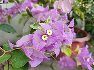 Close up view of bougainvillea pink flower