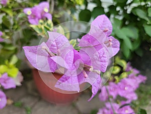 Close up view of bougainvillea pink flower.