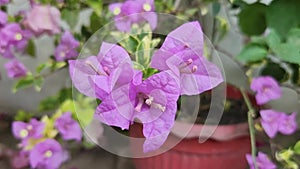Close up view of bougainvillea pink flower