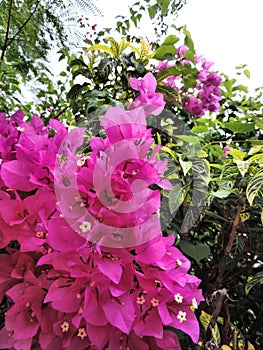 Close-up view Bougainvillea tree with flowers,  Bright pink magenta bougainvillea flowers as a floral background