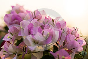 A close-up view of a bouquet of purple-pink bougainvillea blooming beautifully