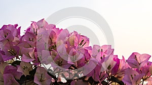 A close-up view of a bouquet of purple-pink bougainvillea blooming beautifully