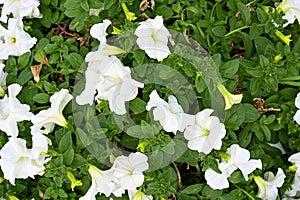 Close up view of a bowl of white Petunias top view. Background texture full frame