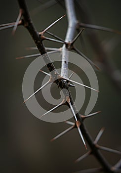 A close-up view of a branch with sharp thorns extending from it. The thorns are