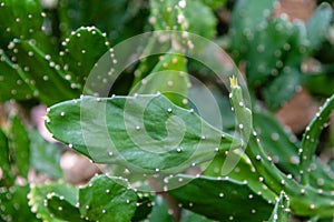 Close up view of Brasiliopuntia brasiliensis.