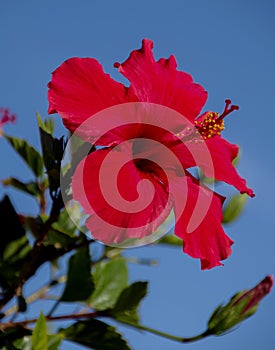 Close-up view of brilliant red hibiscus blossom against blue sky