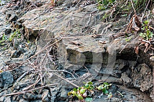 Close up view of broken land beside the river for river erosion