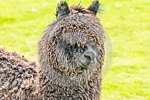 A close up view of a brown Alpaca in a paddock near Melton Mowbray