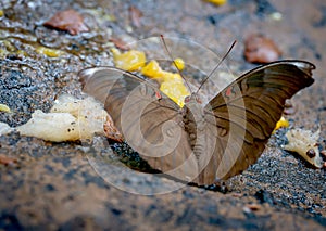 Close up view of brown butterfly stay and eat some fruits on the rock near the forest in the national park of Thailand