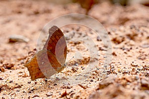 Close up view of brown butterfly stay on salt marsh and take mineral from the soil during day time with sun light near the forest