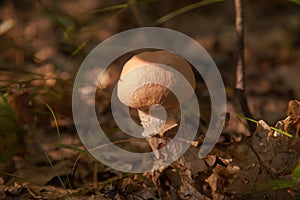 Close up view of brown cap boletus growing in forest