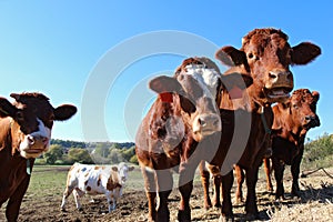 Close up view of brown cows on the field