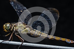 Close up view of brown dragonfly