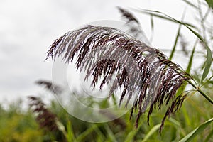 Close-up view - brown feathery plume of wild grass - swaying against a cloudy sky backdrop