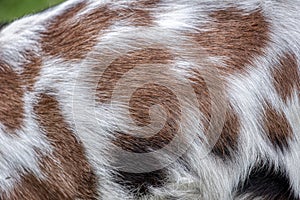 Close-up view of the brown fur